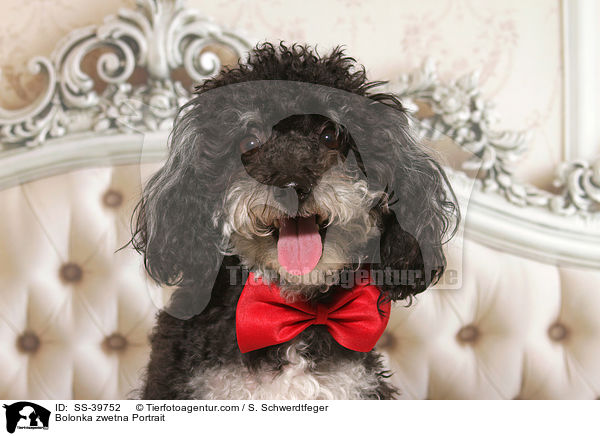 Bolonka zwetna Portrait / SS-39752