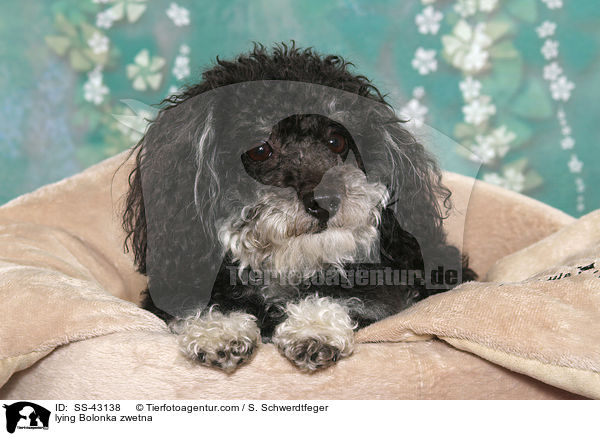 lying Bolonka zwetna / SS-43138