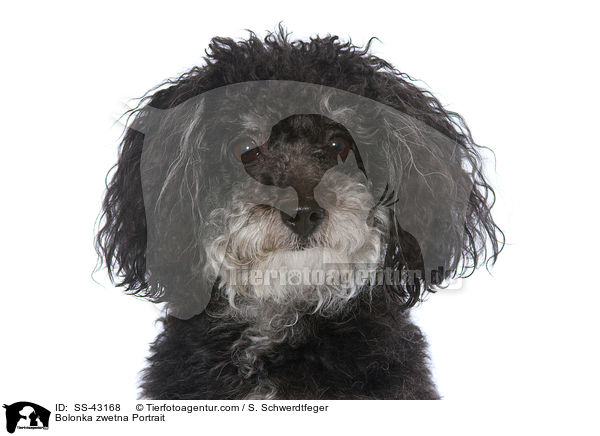 Bolonka zwetna Portrait / SS-43168