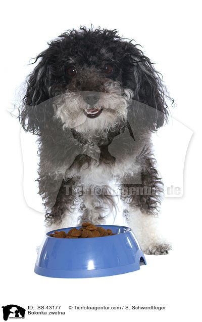 Bolonka zwetna / Bolonka zwetna / SS-43177