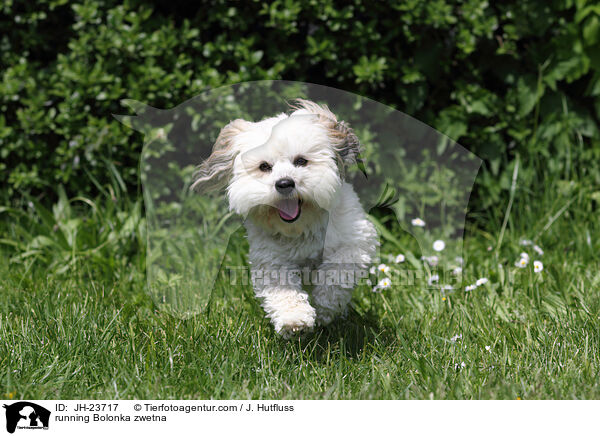 running Bolonka zwetna / JH-23717