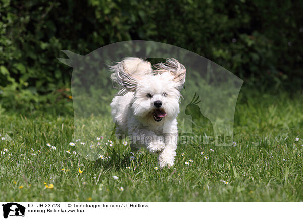 running Bolonka zwetna / JH-23723