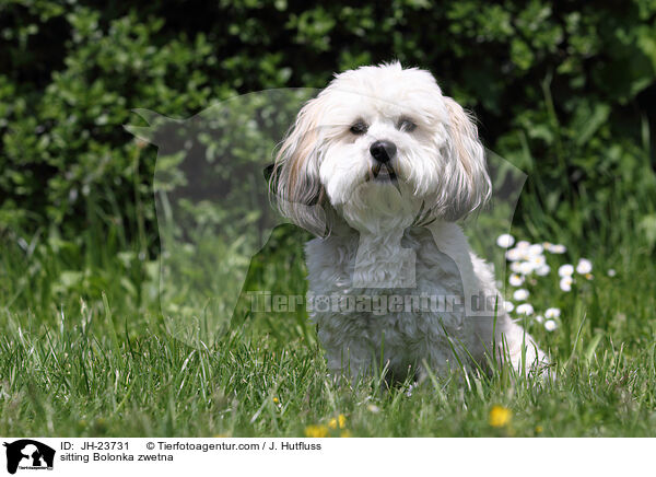 sitting Bolonka zwetna / JH-23731
