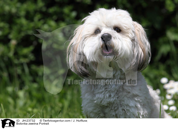 Bolonka zwetna Portrait / JH-23732