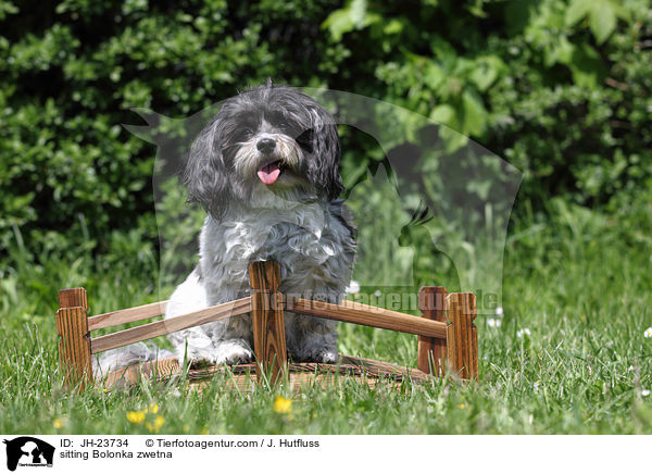 sitting Bolonka zwetna / JH-23734