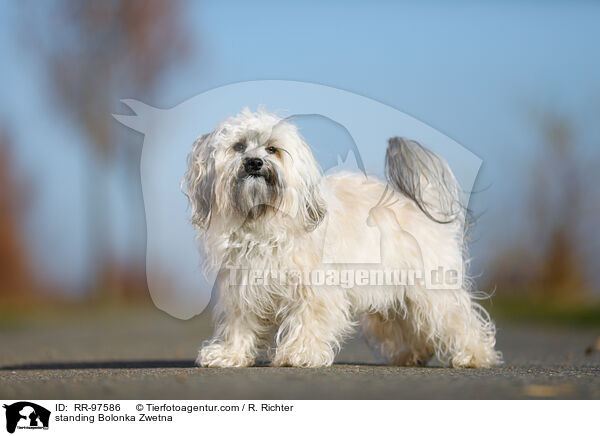 stehender Bolonka Zwetna / standing Bolonka Zwetna / RR-97586