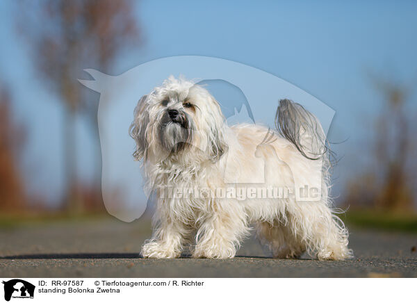 standing Bolonka Zwetna / RR-97587