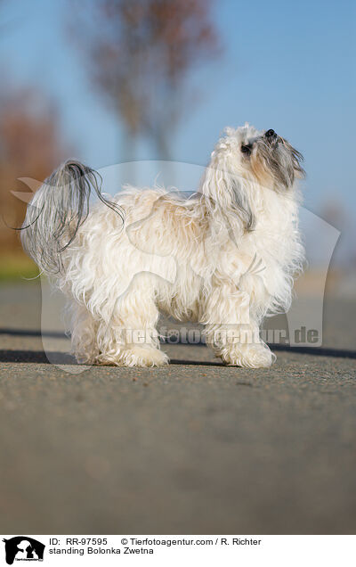 standing Bolonka Zwetna / RR-97595