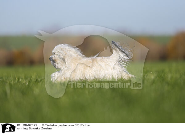 running Bolonka Zwetna / RR-97622