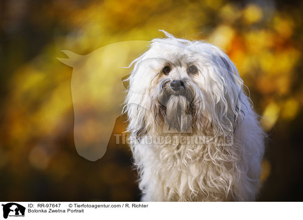 Bolonka Zwetna Portrait / RR-97647