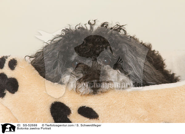 Bolonka zwetna Portrait / Bolonka zwetna Portrait / SS-52688
