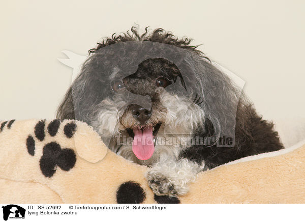 liegender Bolonka zwetna / lying Bolonka zwetna / SS-52692