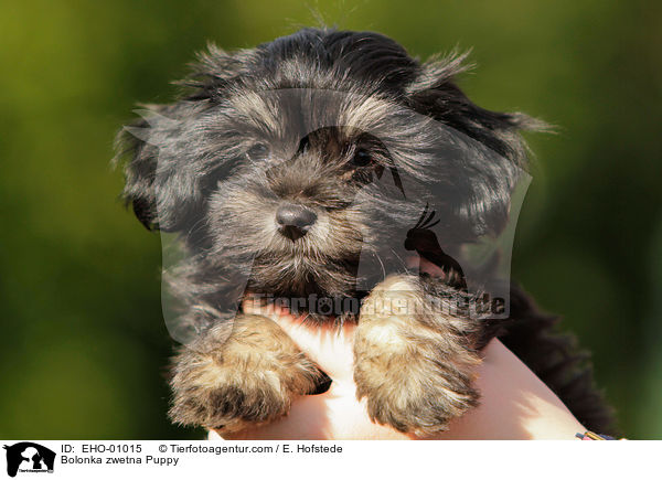 Bolonka zwetna Welpe / Bolonka zwetna Puppy / EHO-01015