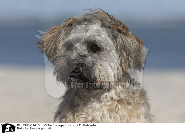 Bolonka Zwetna Portrait / Bolonka Zwetna portrait / EHO-01413