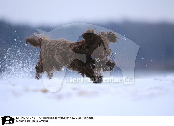 running Bolonka Zwetna / KB-01073