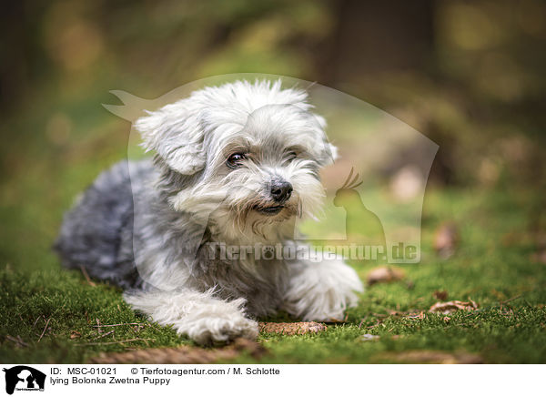 lying Bolonka Zwetna Puppy / MSC-01021