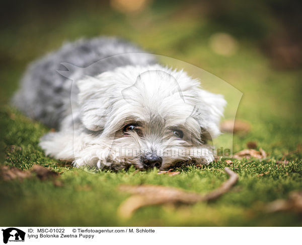 liegender Bolonka Zwetna Welpe / lying Bolonka Zwetna Puppy / MSC-01022