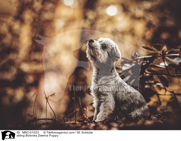 sitting Bolonka Zwetna Puppy / MSC-01023