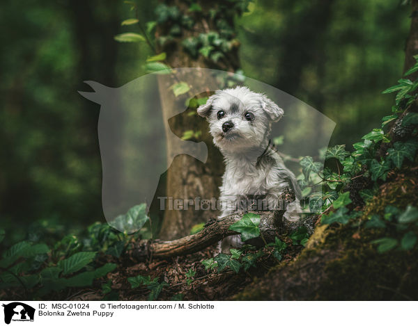 Bolonka Zwetna Puppy / MSC-01024
