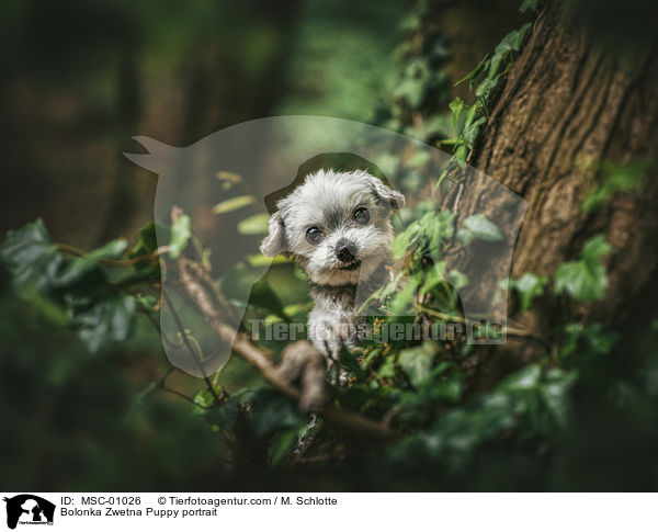 Bolonka Zwetna Puppy portrait / MSC-01026