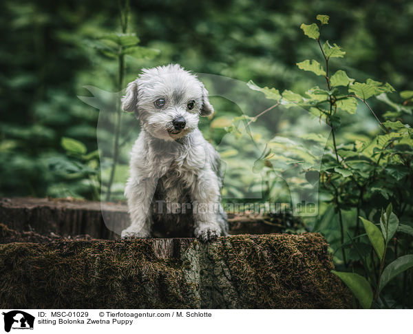 sitting Bolonka Zwetna Puppy / MSC-01029