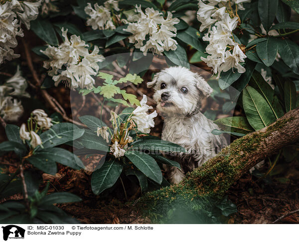 Bolonka Zwetna Puppy / MSC-01030