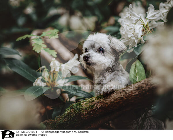 Bolonka Zwetna Puppy / MSC-01031