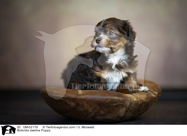 Bolonka zwetna Welpe / Bolonka zwetna Puppy / UM-02178
