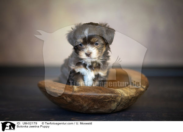 Bolonka zwetna Puppy / UM-02179