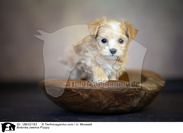 Bolonka zwetna Puppy / UM-02183
