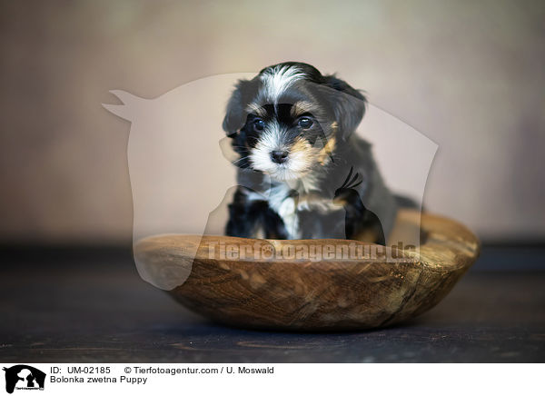 Bolonka zwetna Puppy / UM-02185