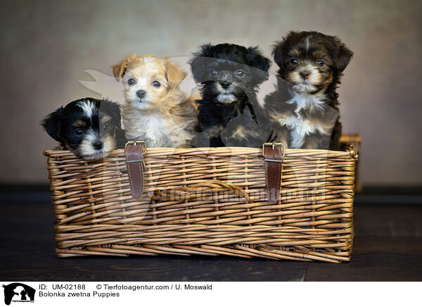 Bolonka zwetna Puppies / UM-02188