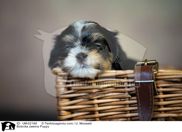 Bolonka zwetna Puppy / UM-02189