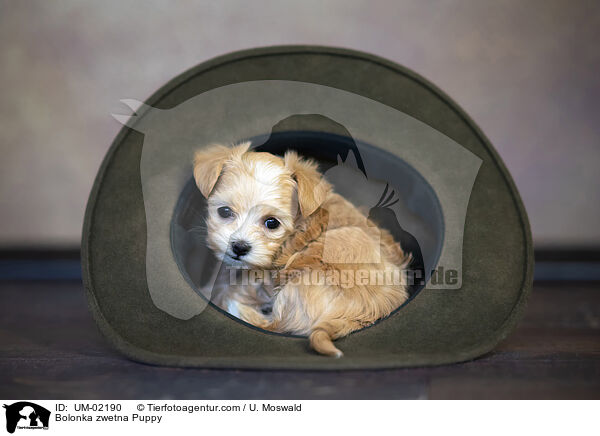 Bolonka zwetna Puppy / UM-02190