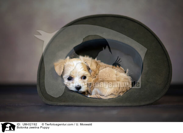 Bolonka zwetna Puppy / UM-02192