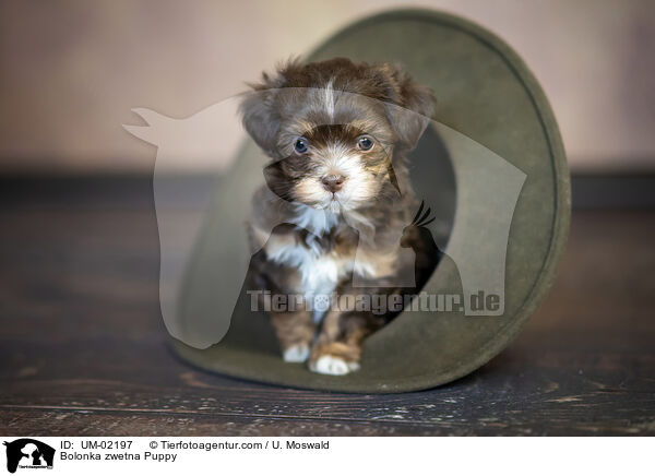 Bolonka zwetna Puppy / UM-02197