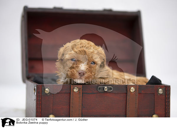 Bolonka Zwetna Welpe / Bolonka Zwetna puppy / JEG-01074