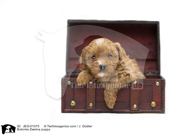 Bolonka Zwetna Welpe / Bolonka Zwetna puppy / JEG-01075