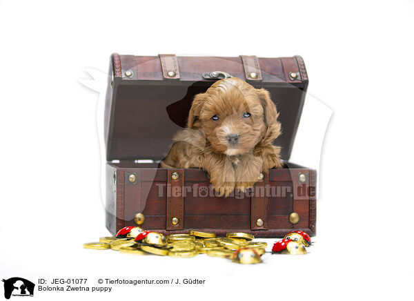 Bolonka Zwetna Welpe / Bolonka Zwetna puppy / JEG-01077
