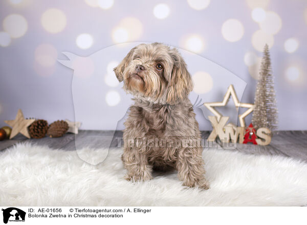 Bolonka Zwetna in Christmas decoration / AE-01656