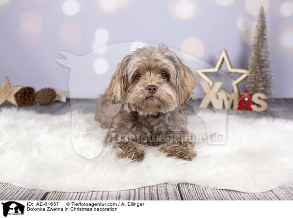Bolonka Zwetna in Christmas decoration / AE-01657