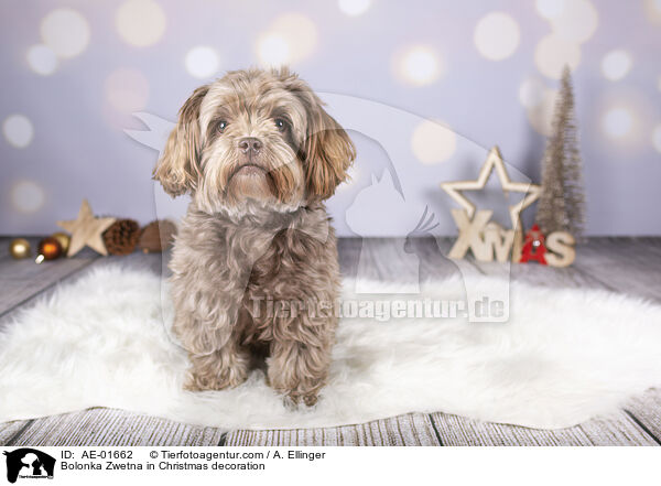 Bolonka Zwetna in Christmas decoration / AE-01662