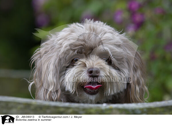 Bolonka zwetna im Sommer / Bolonka zwetna in summer / JM-08913