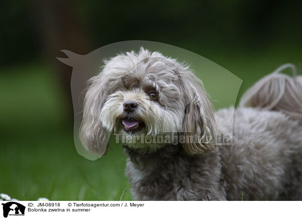 Bolonka zwetna im Sommer / Bolonka zwetna in summer / JM-08918