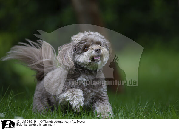 Bolonka zwetna im Sommer / Bolonka zwetna in summer / JM-08919