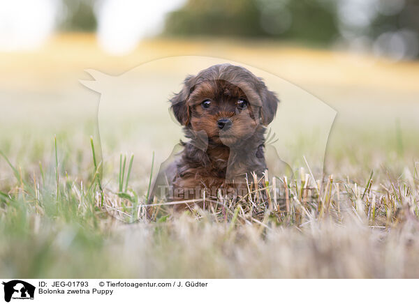 Bolonka zwetna Welpe / Bolonka zwetna Puppy / JEG-01793