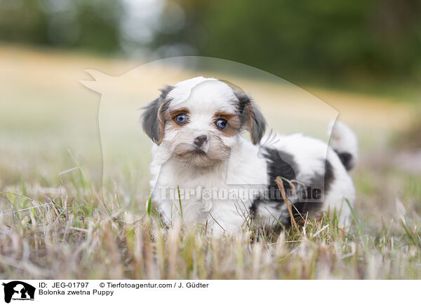 Bolonka zwetna Welpe / Bolonka zwetna Puppy / JEG-01797