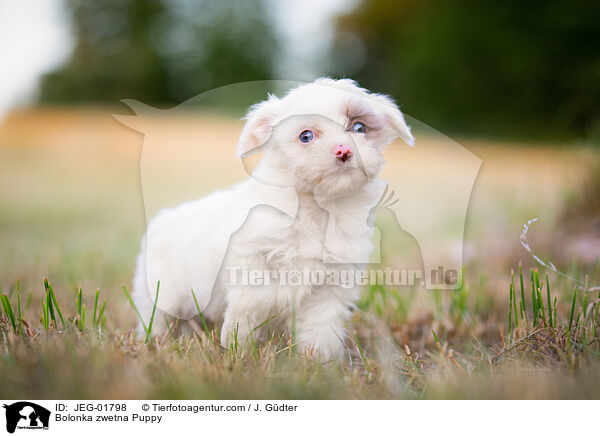 Bolonka zwetna Welpe / Bolonka zwetna Puppy / JEG-01798