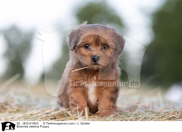 Bolonka zwetna Puppy / JEG-01803