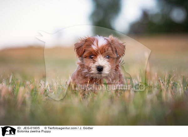 Bolonka zwetna Puppy / JEG-01805
